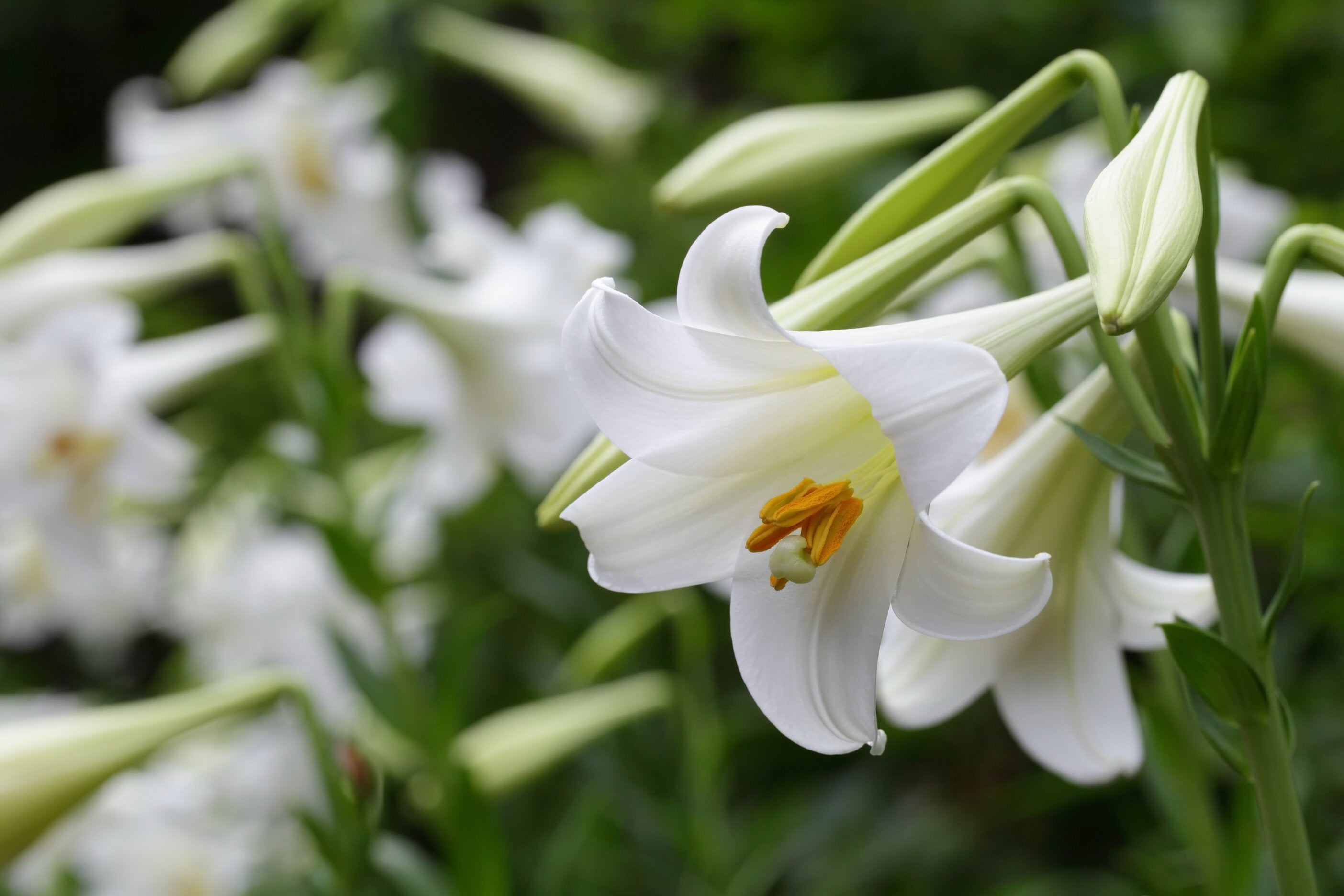 Easter Lilies Pesches Flowers Garden Center