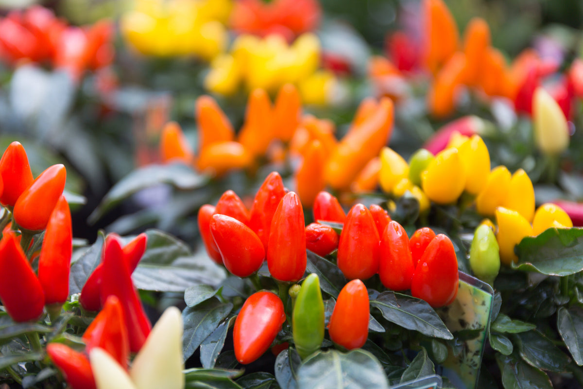 Ornamental Peppers or Chilies