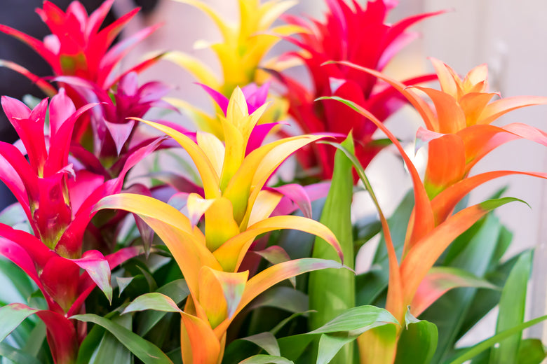 Bromeliads - A Taste of the Tropics!