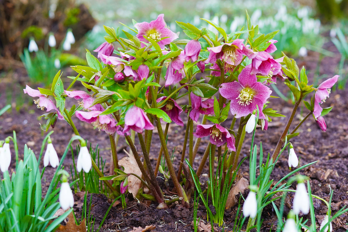 Lenten Rose or Hellebore | Pesches Flowers & Garden Center