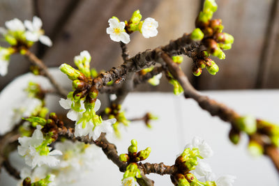 Force Winter Branches to Enjoy a Burst of Spring