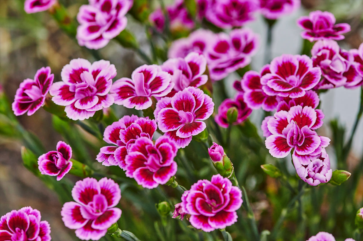 Dianthus (Carnations)