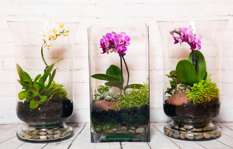 Terrariums - Enjoy a Mini Garden!