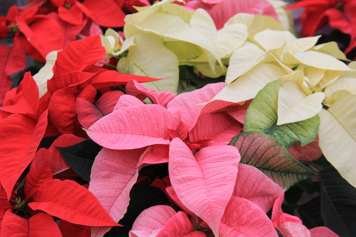 Poinsettias - Care, Maintenance and Re-Blooming