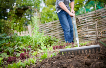 Amending Your Vegetable Garden In Fall