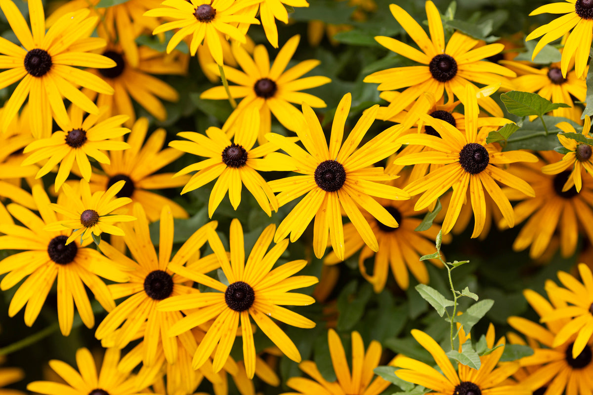 Perennials Pesches Flowers & Garden Center