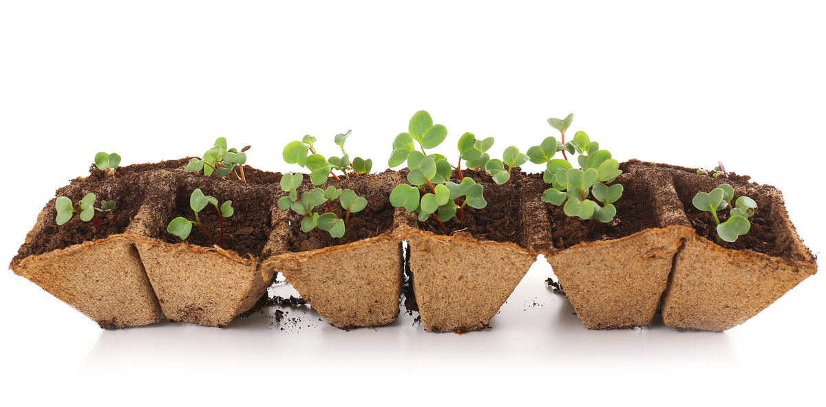 Seeds & Bulbs Pesches Flowers & Garden Center