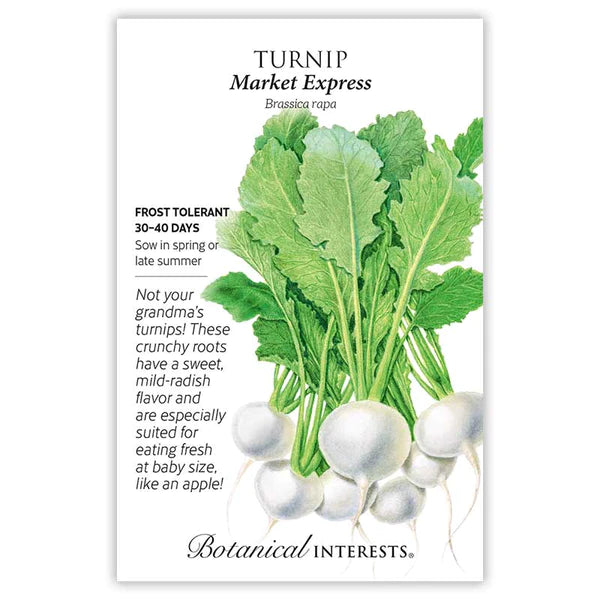 Turnip 'Market Express'