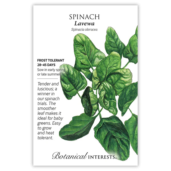 Spinach 'Lavewa'