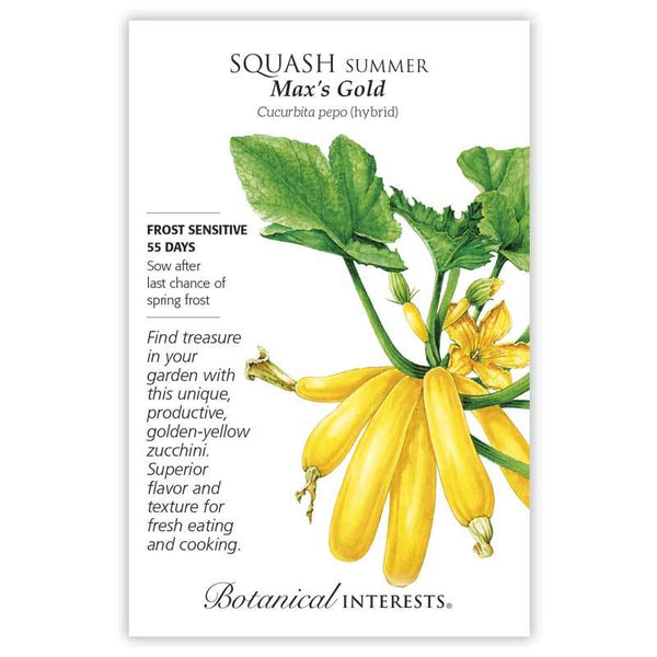 Squash Summer 'Max's Gold'