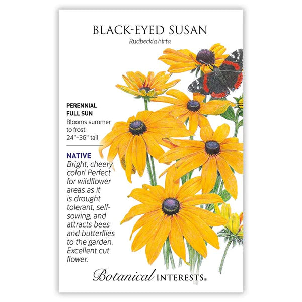 black eyed susan seed to flower Black-Eyed Susan