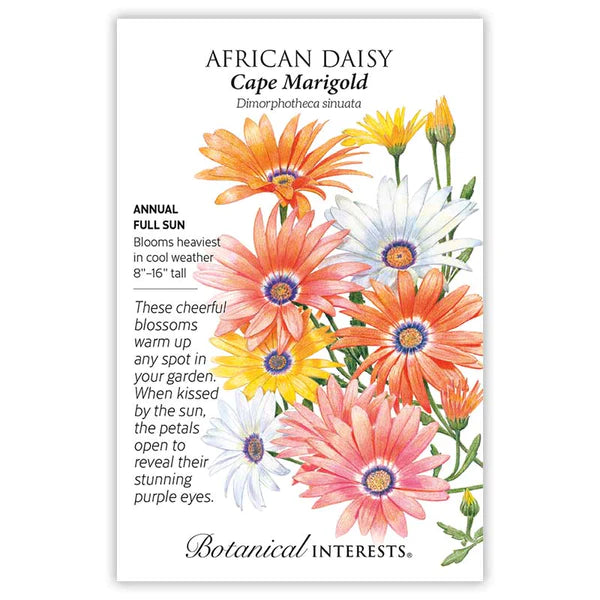 African Daisy 'Cape Marigold'