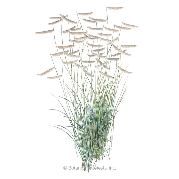 Grass 'Blue Grama'