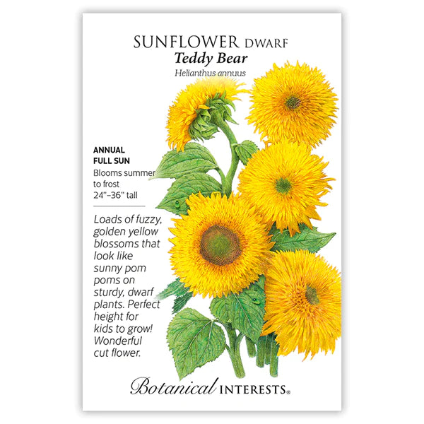 Sunflower Dwarf 'Teddy Bear'