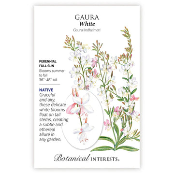 Gaura 'White'