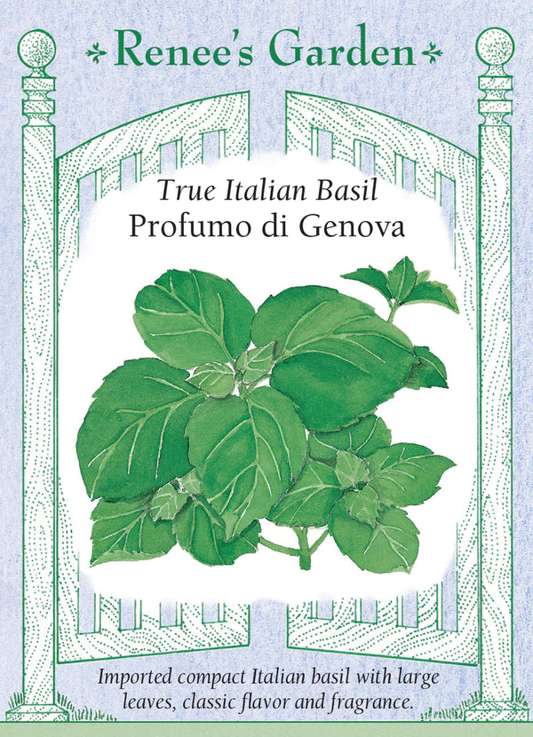 Basil 'Profumo di Genova'