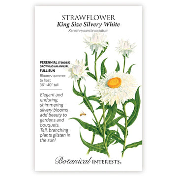 Strawflower 'King Size Silvery White'