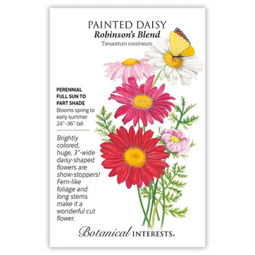 Painted Daisy 'Robinson's Blend'