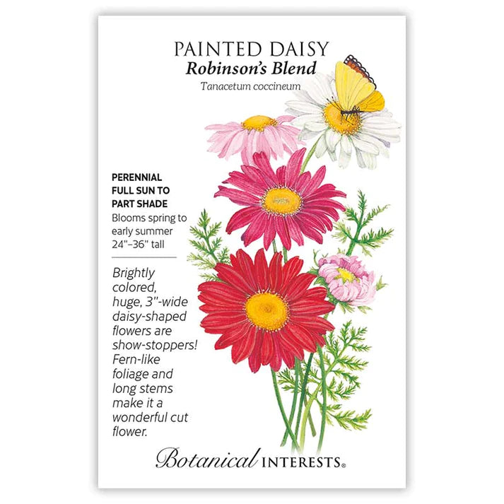 Painted Daisy 'Robinson's Blend'