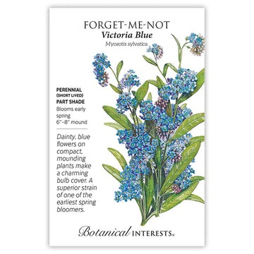Forget-Me-Not 'Victoria Blue'