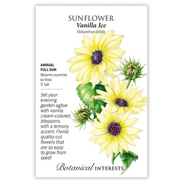 Sunflower 'Vanilla Ice'