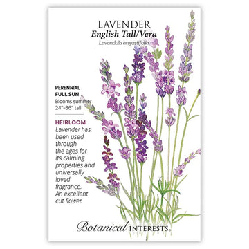 Lavender 'English Tall/Vera'