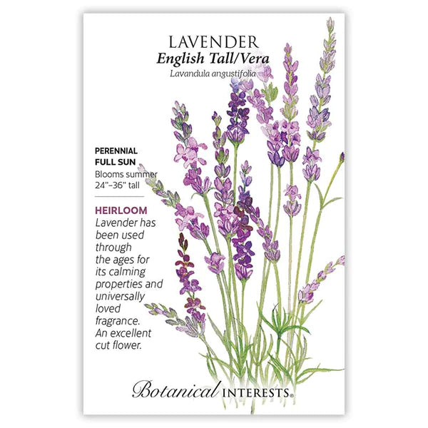 Lavender 'English Tall/Vera'