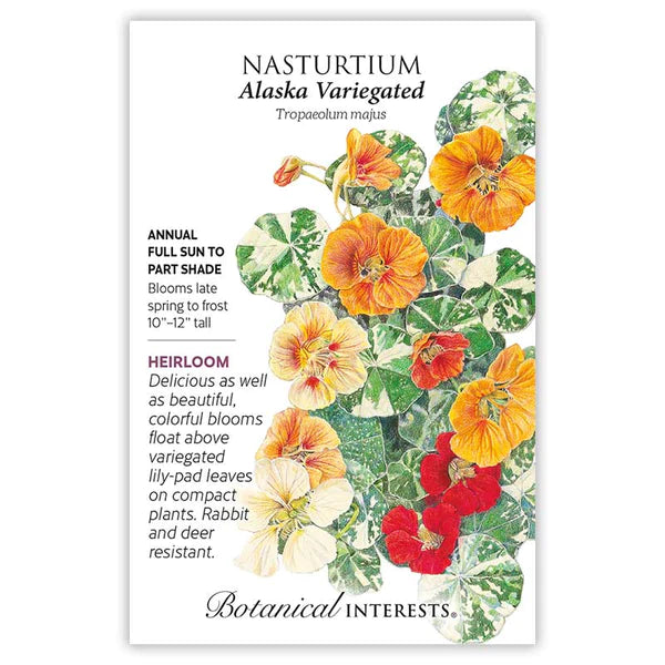 flower nasturtium seeds Nasturtium 'Alaska Variegated'