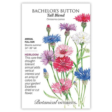 Bachelor's Button 'Tall Blend'