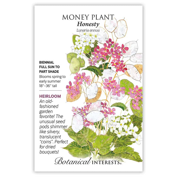 money plant honesty Money Plant 'Honesty'