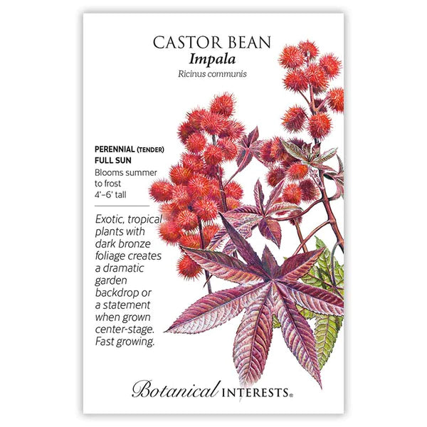 Castor Bean 'Impala'