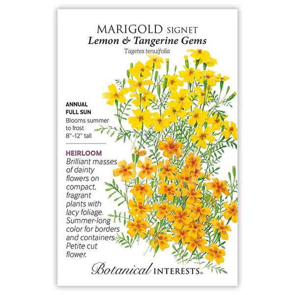 Marigold Signet 'Lemon & Tangerine Gems'