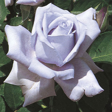 Rose 'Blue Girl'