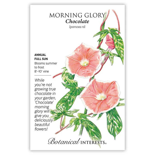 Morning Glory 'Chocolate'