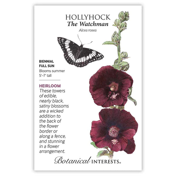 Hollyhock 'The Watchman'