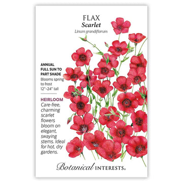 Flax 'Scarlet'