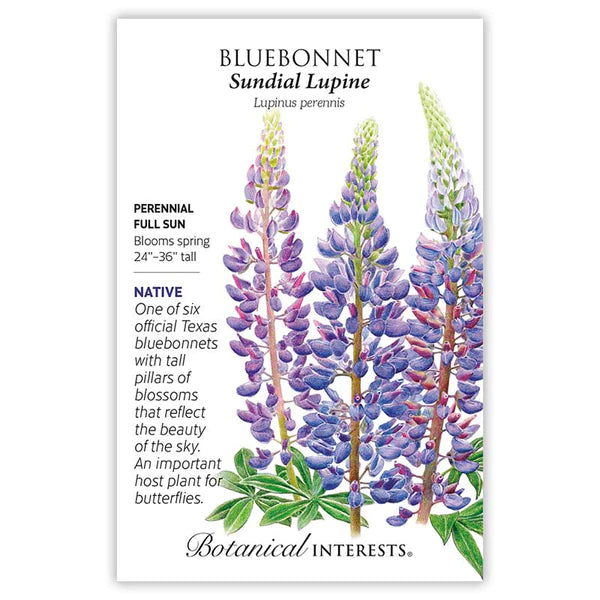 Bluebonnet 'Sundial Lupine'