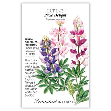 Lupine 'Pixie Delight'