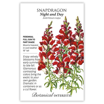 Snapdragon 'Night and Day'