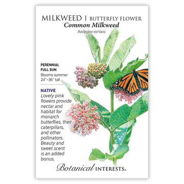 Milkweed 'Common Milkweed/Butterfly Flower'