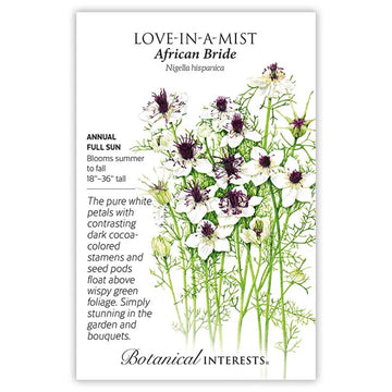 Love-in-a-Mist 'African Bride'