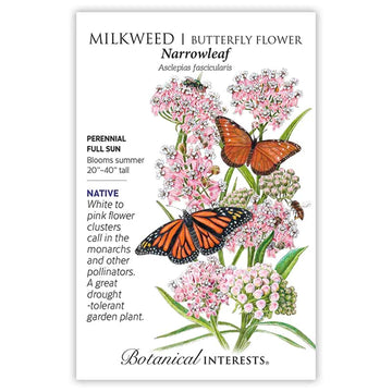 Milkweed/Butterfly Flower 'Narrowleaf'