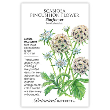 Scabiosa/Pincushion Flower 'Starflower'