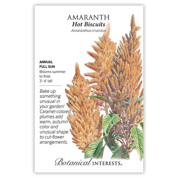 Amaranth 'Hot Biscuits'