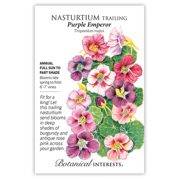 Nasturtium 'Purple Emperor Trailing'