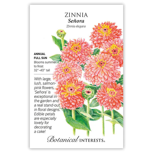 Zinnia 'Senora'