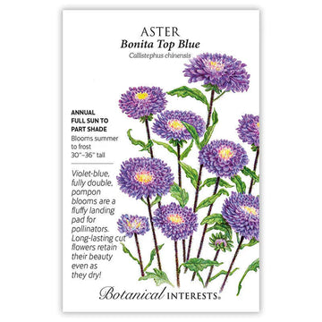Aster 'Bonita Top Blue'