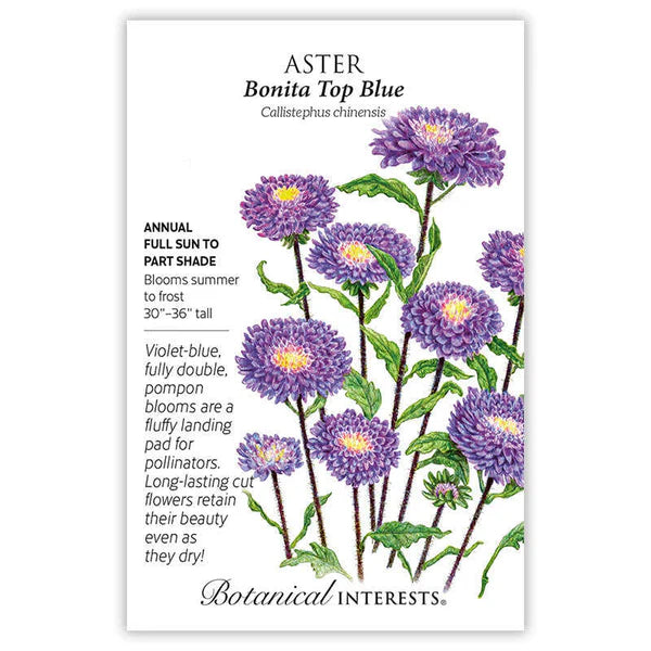 Aster 'Bonita Top Blue'