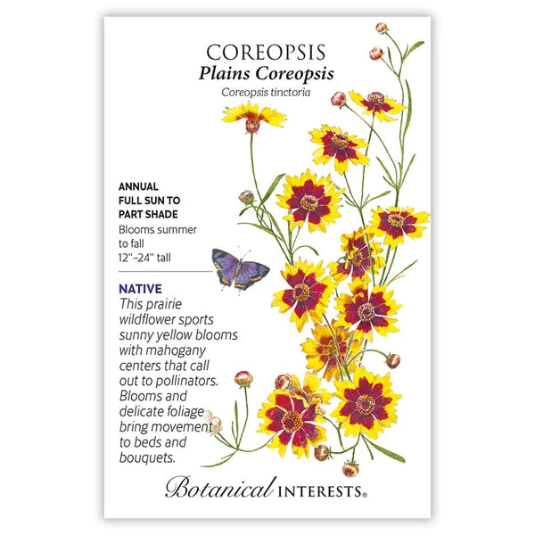Coreopsis 'Plains'