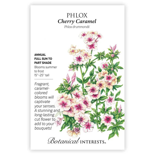 Phlox 'Cherry Caramel'